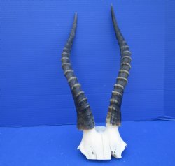 Large 15 and 15-1/4 inches Blesbok Horns on Skull Plate (Cracks on skull plate) - Buy this Grade B one for $34.99
