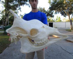25 inches  Authentic Female African Giraffe Skull <font color=red>Good Quality</font> - Buy this one for $649.99 (Signature Required) CITES PERMIT #0280305
