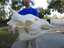 23-1/2 inches  Authentic Female African Giraffe Skull <font color=red>Good Quality</font> - Buy this one for $649.99 (Signature Required) CITES PERMIT #0280305
