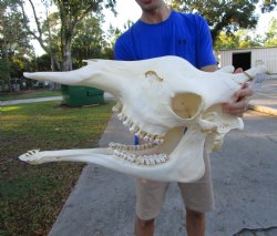 25 inches  Authentic Female African Giraffe Skull <font color=red>Good Quality</font> - Buy this one for $649.99 ( Signature Required) CITES PERMIT #0280305