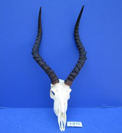 African Impala Skull with 19 inches horns <font color=red> Good Quality </font>   - Buy this one for $104.99