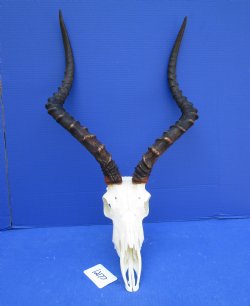 African Impala Skull with Huge 23-1/2 inches horns <font color=red> Good Quality </font>   - Buy this one for $109.99