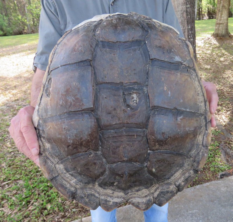 14 by 13 Large Snapping Turtle Shell for Crafts for $34.99