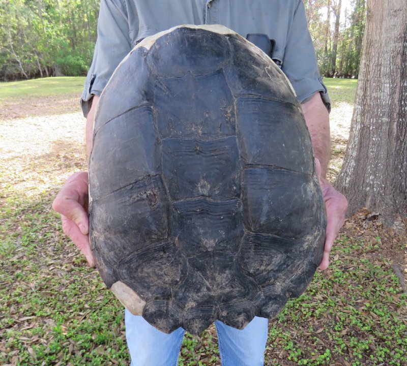 14 inches Large Snapping Turtle Shell for Display for $34.99