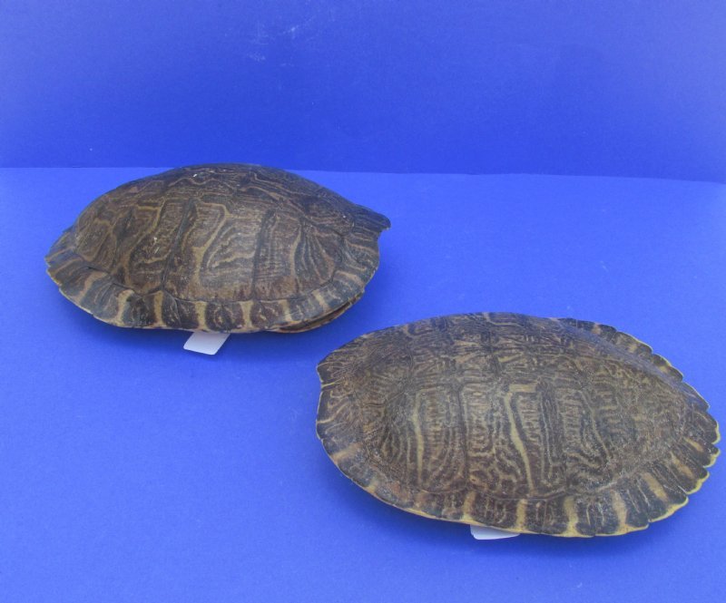 10 To 10 34 Inches Large River Cooter Turtle Shells Wholesale And Individually Pack Of 1 At 2299 Pack Of 6 At 1550 Each You Will Receive Turtle