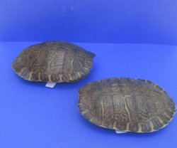 10" Large River Cooter Turtle Shell - $33.75 each 