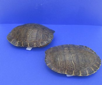 10" Large River Cooter Turtle Shells <font color=red> Wholesale</FONT> - 4 @ $25.00 each;  6 @ $22.50 each 