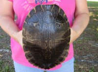 10" Large River Cooter Turtle Shells <font color=red> Wholesale</FONT> - 4 @ $25.00 each;  6 @ $22.50 each 