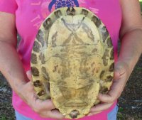 10" Large River Cooter Turtle Shells <font color=red> Wholesale</FONT> - 4 @ $25.00 each;  6 @ $22.50 each 