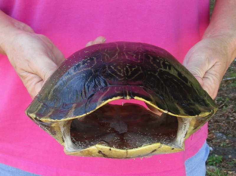 10 to 10-3/4 inches Wholesale Large River Cooter Turtle Shells and ...