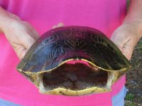 10" Large River Cooter Turtle Shells <font color=red> Wholesale</FONT> - 4 @ $25.00 each;  6 @ $22.50 each 