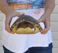 10" Large River Cooter Turtle Shells <font color=red> Wholesale</FONT> - 4 @ $25.00 each;  6 @ $22.50 each 