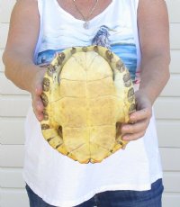 10" Large River Cooter Turtle Shells <font color=red> Wholesale</FONT> - 4 @ $25.00 each;  6 @ $22.50 each 