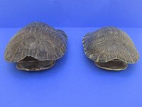 10" Large River Cooter Turtle Shells <font color=red> Wholesale</FONT> - 4 @ $25.00 each;  6 @ $22.50 each 