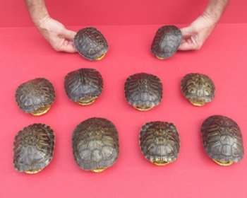 4 Small Empty Red Eared Slider Turtle Shells - 4 @ $13.50 each