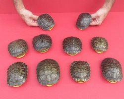 4 Small Empty Red Eared Slider Turtle Shells - 4 @ $13.50 each