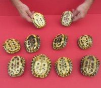 4 Small Empty Red Eared Slider Turtle Shells - 4 @ $13.50 each