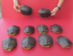 5 inches Empty Red Eared Slider Turtle Shells - 4 @ $14.85 each