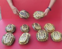 5 to 5-3/4 inches Empty Red Eared Slider Turtle Shells <font color=red> Wholesale</font> - 12 @ $9.90 each