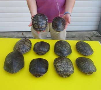 6 inches Empty Red Eared Slider Turtle Shell - $16.30