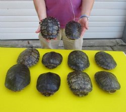 6 to 6-7/8 inches  Red Eared Slider Turtle Shells <font color=red>Wholesale</font> - 12 @ $10.80 each