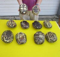 6 to 6-7/8 inches  Red Eared Slider Turtle Shells <font color=red>Wholesale</font> - 12 @ $10.80 each