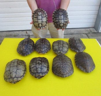 7 to 7-7/8 inches  Red Eared Slider Turtle Shells <font color=red>Wholesale</font> - 10 @ $11.70 each  