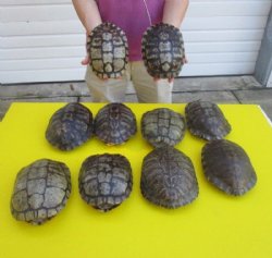 7 to 7-7/8 inches  Red Eared Slider Turtle Shells <font color=red>Wholesale</font> - 10 @ $11.70 each  