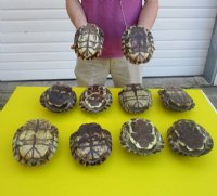 7 inches Red Eared Slider Turtle Shells for Sale - $17.55 each