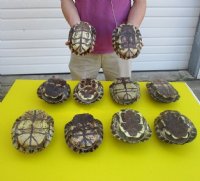 7 to 7-7/8 inches  Red Eared Slider Turtle Shells <font color=red>Wholesale</font> - 10 @ $11.70 each  