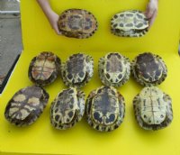 8 to 8-7/8 inches Empty Red Eared Slider Turtle Shells <font color=red> Wholesale</font>  - 10 @ $14.85 each