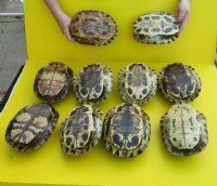 8 to 8-7/8 inches Empty Red Eared Slider Turtle Shell for Sale - $21.99 each 