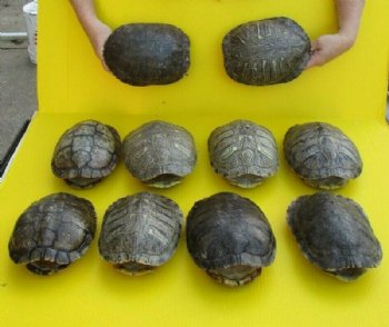 8 to 8-7/8 inches Empty Red Eared Slider Turtle Shells <font color=red> Wholesale</font>  - 10 @ $14.85 each