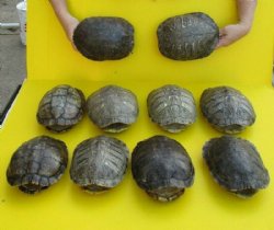 8 to 8-7/8 inches Empty Red Eared Slider Turtle Shells <font color=red> Wholesale</font>  - 10 @ $14.85 each