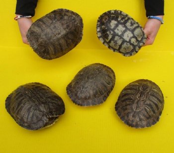 9 inches Large Empty Red Eared Slider Turtle Shell for Sale - Pack of 1 @ $29.99 each