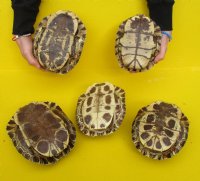 9 inches <font color=red>Wholesale</font> Large Real Red Eared Slider Turtle Shell for Crafts  - Pack of 5 @ $20.00 each