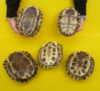 9 inches Large Empty Red Eared Slider Turtle Shell for Sale - Pack of 1 @ $29.99 each