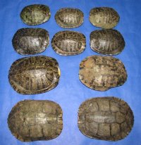 9 inches <font color=red>Wholesale</font> Large Real Red Eared Slider Turtle Shell for Crafts  - Pack of 5 @ $20.00 each