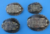 3 to 5 inches Small Map Turtle Shells <font color=red> Wholesale</font> - Case of 12 @ $10.35 each