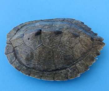 3 to 4-7/8 inches long  Empty Map Turtle Shell for Sale, Empty Shell ready for use in crafts - $15.55