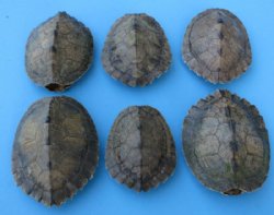 3 to 5 inches Small Map Turtle Shells <font color=red> Wholesale</font> - Case of 12 @ $10.35 each