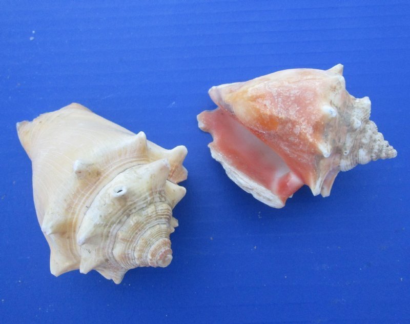 Fighting Conch Shells  Haitian Fighting Conch