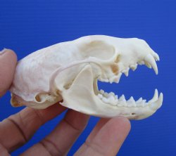 Real American Pine Martin Skulls