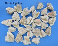 3.5 pound bag Small Hawk-wing Conch Shells Bulk 2 to 3 inches - $15.30 a bag;