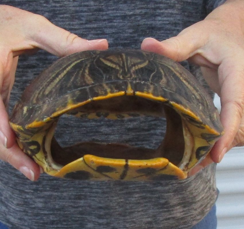 9 inches long Empty Turtle Shell of a Red Eared Slider Turtle