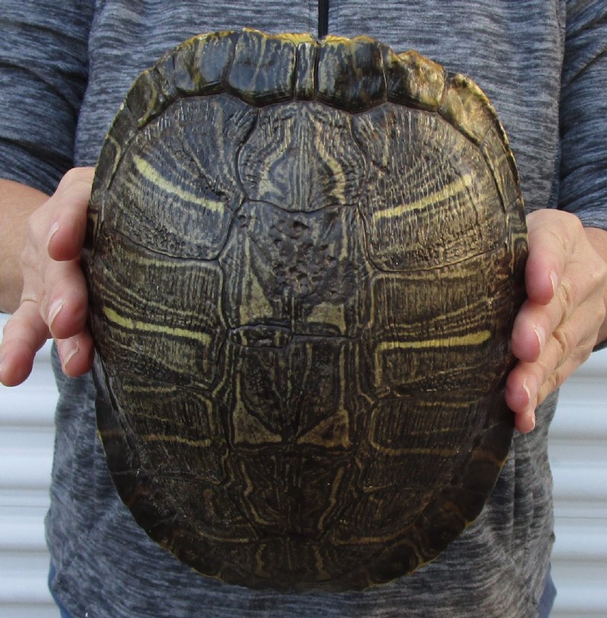 91/4 inches long Empty Turtle Shell of a Red Eared Slider Turtle