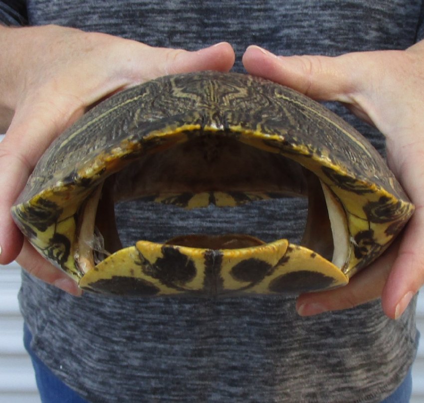 9-1 4 Inches Long Empty Turtle Shell Of A Red Eared Slider Turtle