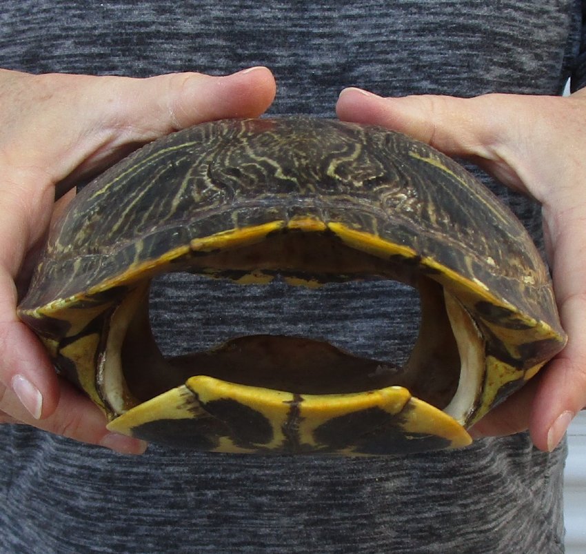 9-1/2 inches long Empty Turtle Shell of a Red Eared Slider Turtle