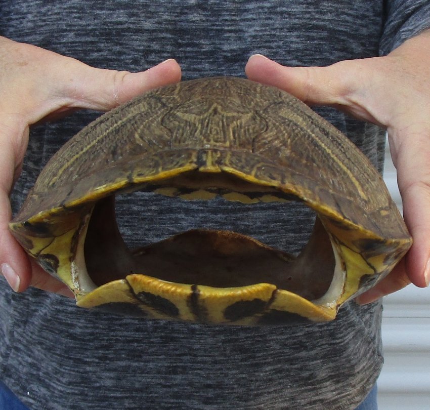 9-1/2 inches long Empty Turtle Shell of a Red Eared Slider Turtle