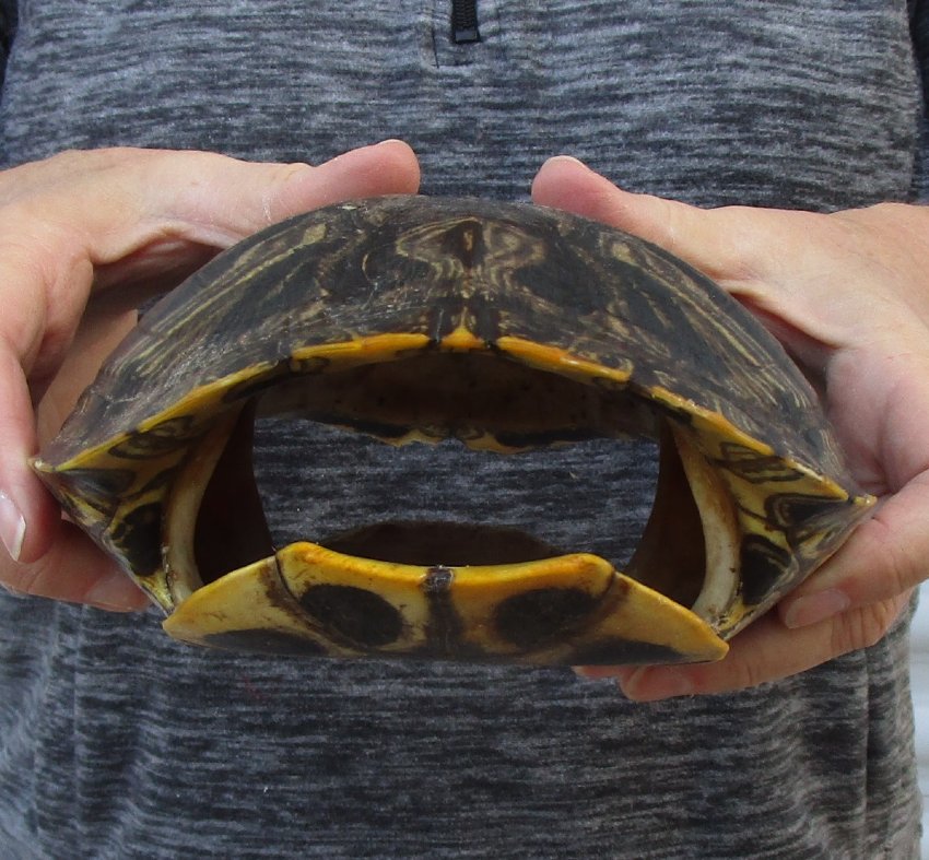 9-1/4 inches long Empty Turtle Shell of a Red Eared Slider Turtle